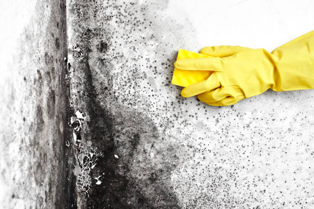 Best HVAC Mold Inspection and Cleaning  in Durand, MI