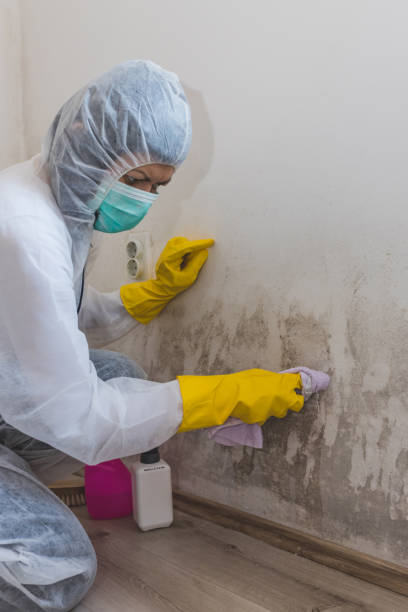 Durand, MI Mold Removal Company