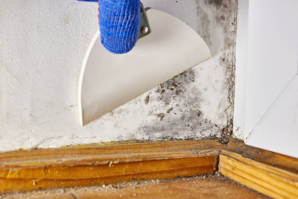 Best Crawl Space Mold Remediation  in Durand, MI